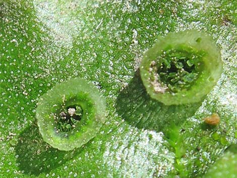 thallose liverwort