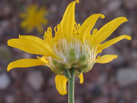 Shockley's Goldenhead (Acamptopappus shockleyi)