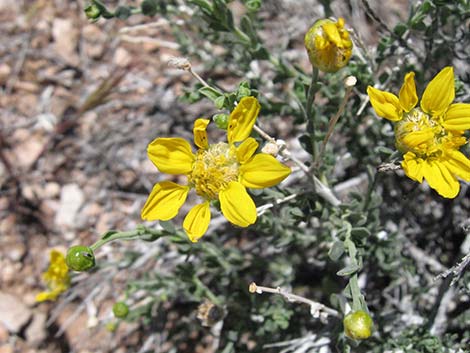 Shockley's Goldenhead (Acamptopappus shockleyi)