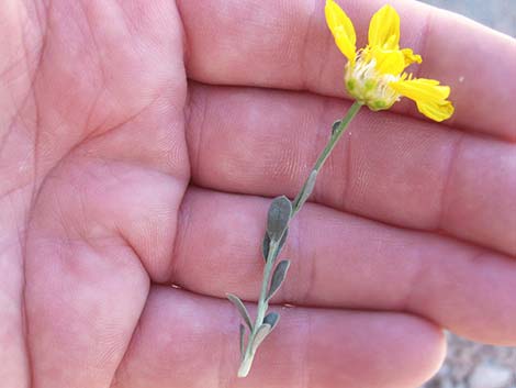 Shockley's Goldenhead (Acamptopappus shockleyi)