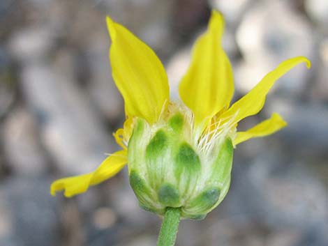 Shockley's Goldenhead (Acamptopappus shockleyi)