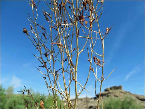 Camelthorn (Alhagi maurorum)