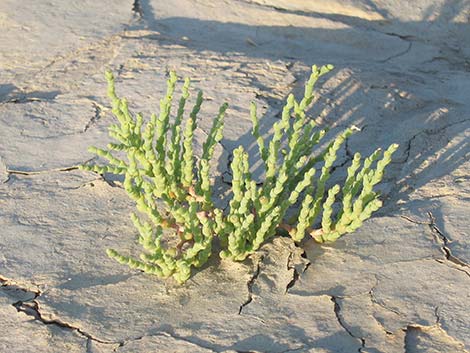 Iodinebush (Allenrolfea occidentalis)