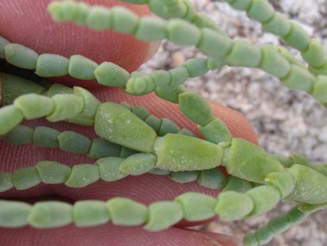 Iodinebush (Allenrolfea occidentalis)