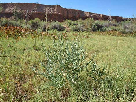 Iodinebush (Allenrolfea occidentalis)