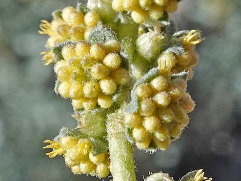 White Bursage (Ambrosia dumosa)