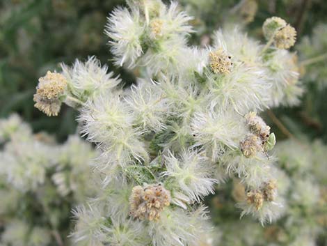 Woolly Fruit Burr Ragweed (Ambrosia eriocentra)