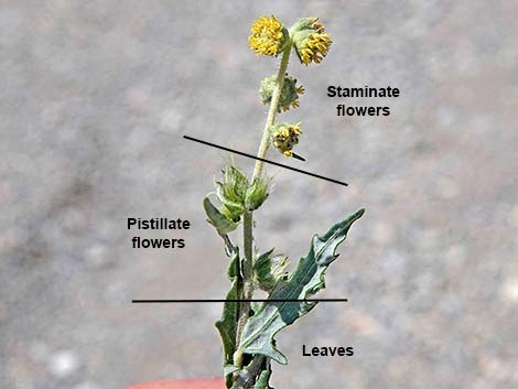 Woolly Fruit Burr Ragweed (Ambrosia eriocentra)