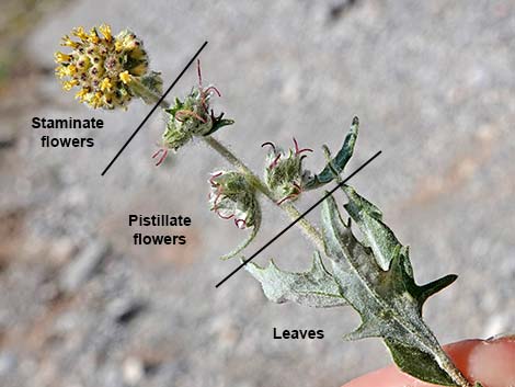 Woolly Fruit Burr Ragweed (Ambrosia eriocentra)