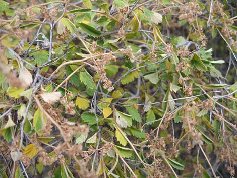 Utah Serviceberry (Amelanchier utahensis)