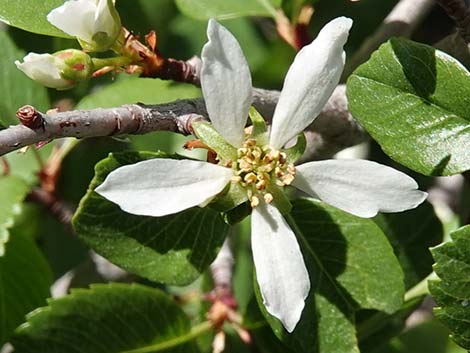 Utah Serviceberry (Amelanchier utahensis)