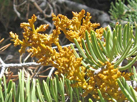 Dwarf Mistletoe (Arceuthobium abietinum)