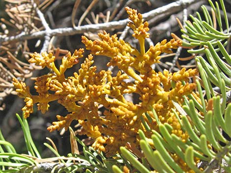 Dwarf Mistletoe (Arceuthobium abietinum)