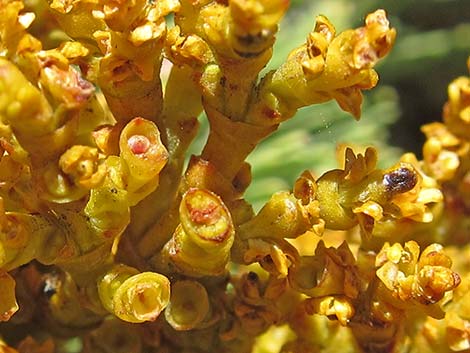 Dwarf Mistletoe (Arceuthobium abietinum)