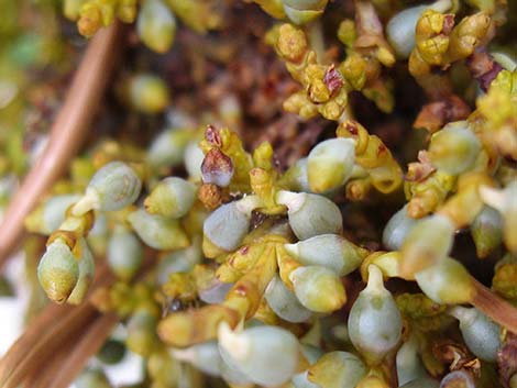 Western Dwarf Mistletoe (Arceuthobium campylopodum)