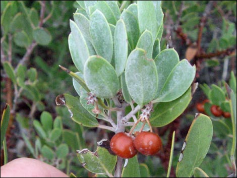 Pointleaf Manzanita (Arctostaphylos pungens)