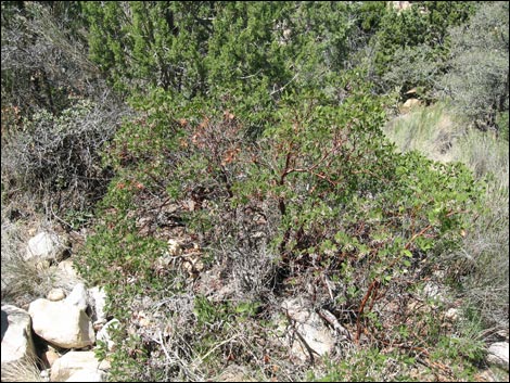 Pointleaf Manzanita (Arctostaphylos pungens)