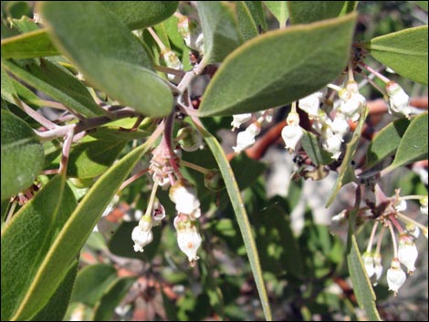 Pointleaf Manzanita (Arctostaphylos pungens)