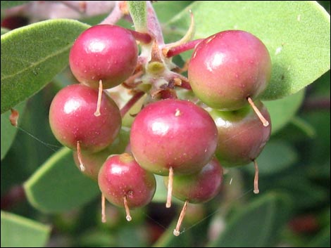 Pointleaf Manzanita (Arctostaphylos pungens)