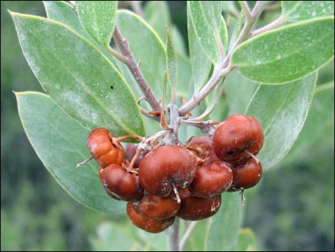 Pointleaf Manzanita (Arctostaphylos pungens)