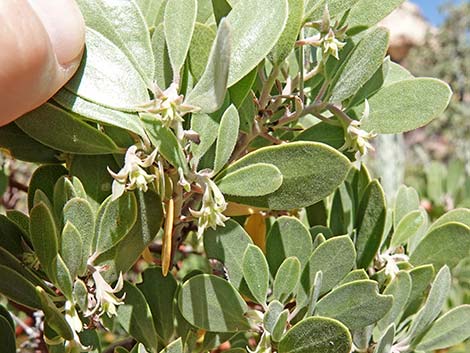 Pointleaf Manzanita (Arctostaphylos pungens)