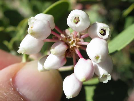 Pointleaf Manzanita (Arctostaphylos pungens)