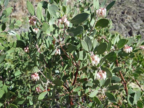 Pointleaf Manzanita (Arctostaphylos pungens)