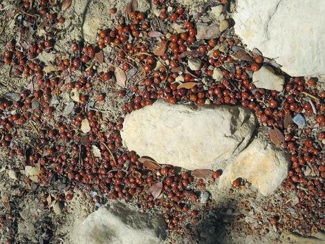 Pointleaf Manzanita (Arctostaphylos pungens)