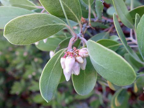 Pointleaf Manzanita (Arctostaphylos pungens)