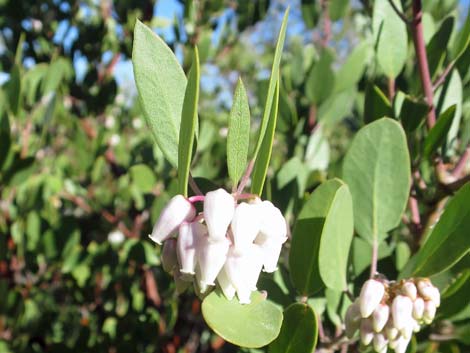 Pointleaf Manzanita (Arctostaphylos pungens)