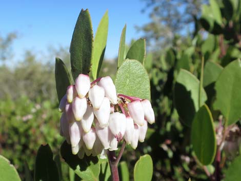 Pointleaf Manzanita (Arctostaphylos pungens)