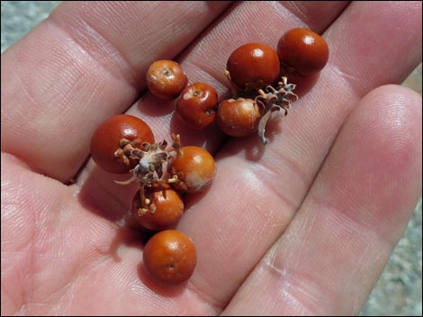 Pointleaf Manzanita (Arctostaphylos pungens)