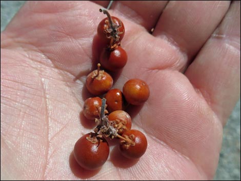 Pointleaf Manzanita (Arctostaphylos pungens)