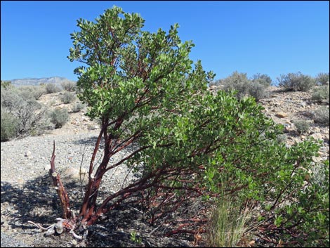 Pointleaf Manzanita (Arctostaphylos pungens)