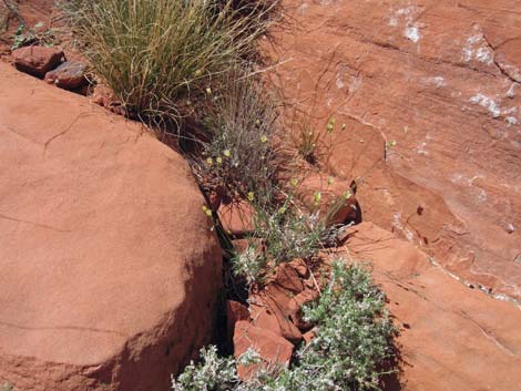 Mojave Sandwort (Arenaria macradenia)