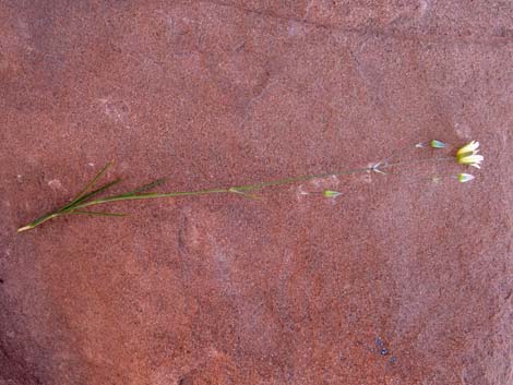 Mojave Sandwort (Arenaria macradenia)