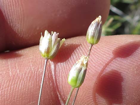 Mojave Sandwort (Arenaria macradenia)