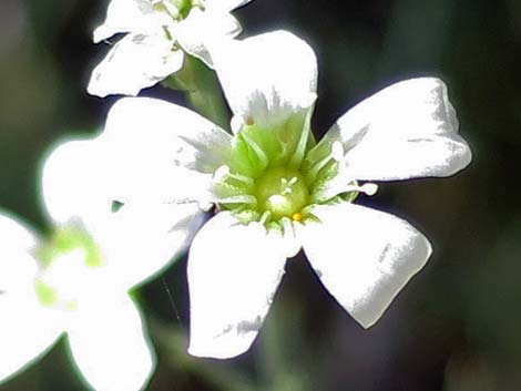 Mojave Sandwort (Arenaria macradenia)