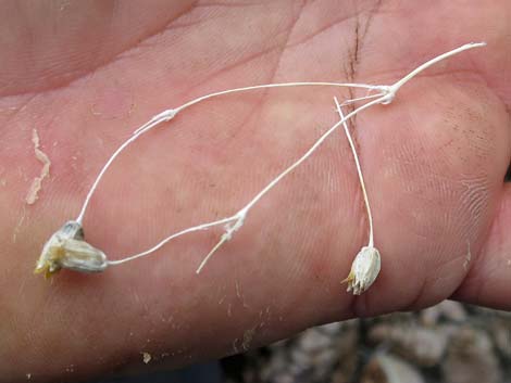 Mojave Sandwort (Arenaria macradenia)