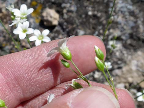 Mojave Sandwort (Arenaria macradenia)