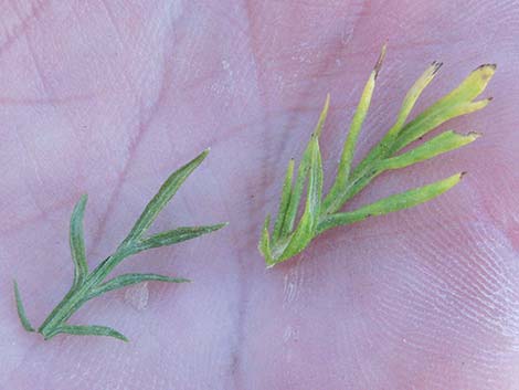 Michaux's Wormwood (Artemisia michauxiana)