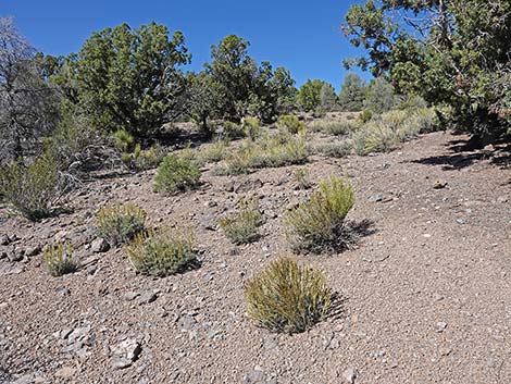 Black Sagebrush (Artemisia nova)