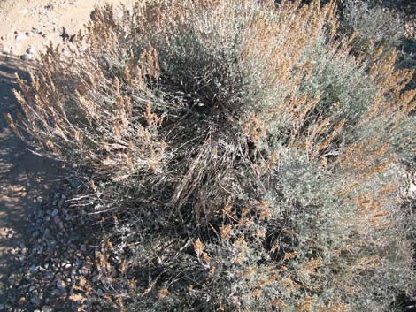 Big Sagebrush (Artemisia tridentata)