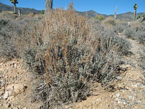 Big Sagebrush (Artemisia tridentata)