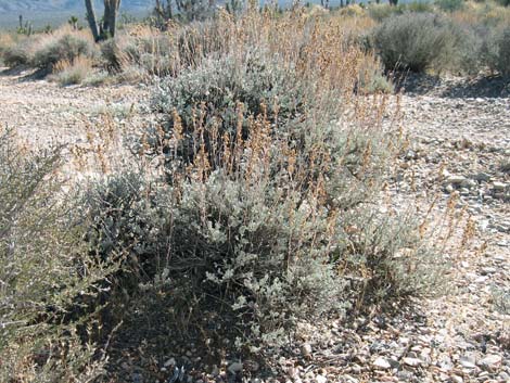 Big Sagebrush (Artemisia tridentata)