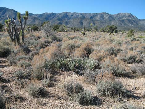 Big Sagebrush (Artemisia tridentata)