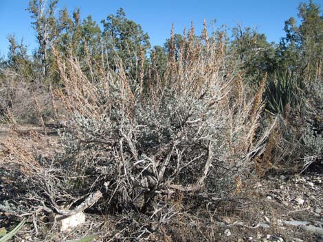 Big Sagebrush (Artemisia tridentata)