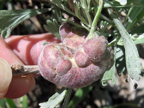 Big Sagebrush (Artemisia tridentata)