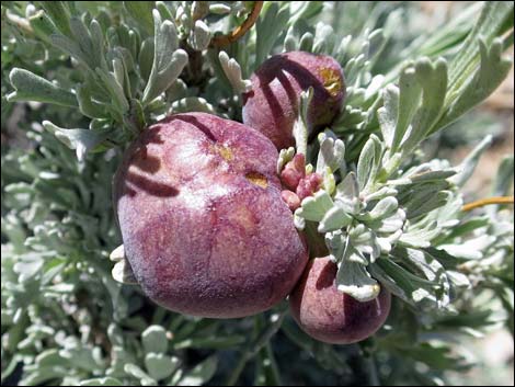 Big Sagebrush (Artemisia tridentata)