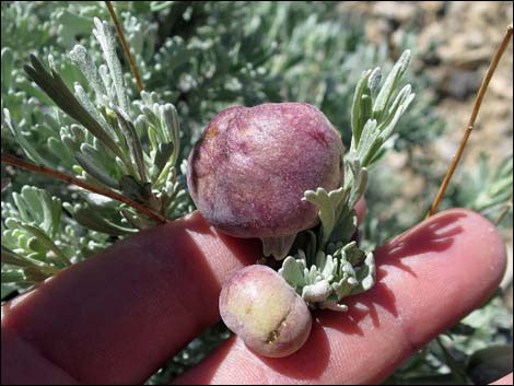 Big Sagebrush (Artemisia tridentata)